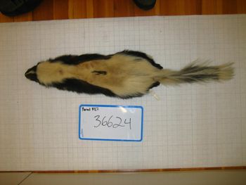 Media type: image;   Mammalogy 36624